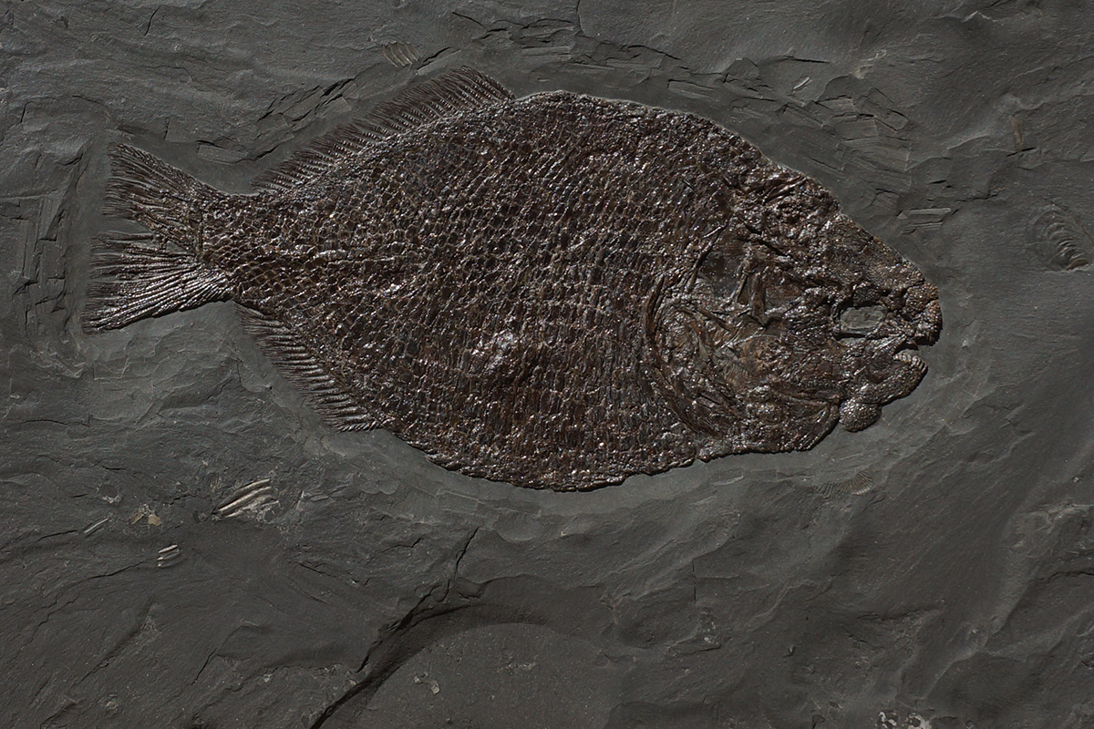 FISCHE