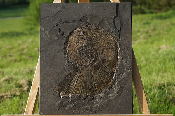 Ammoniten in rechteckig gesägter Platte