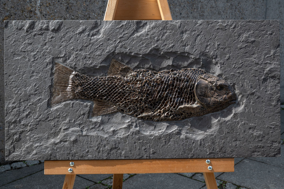 Fisch Lepidotes 67 cm Länge