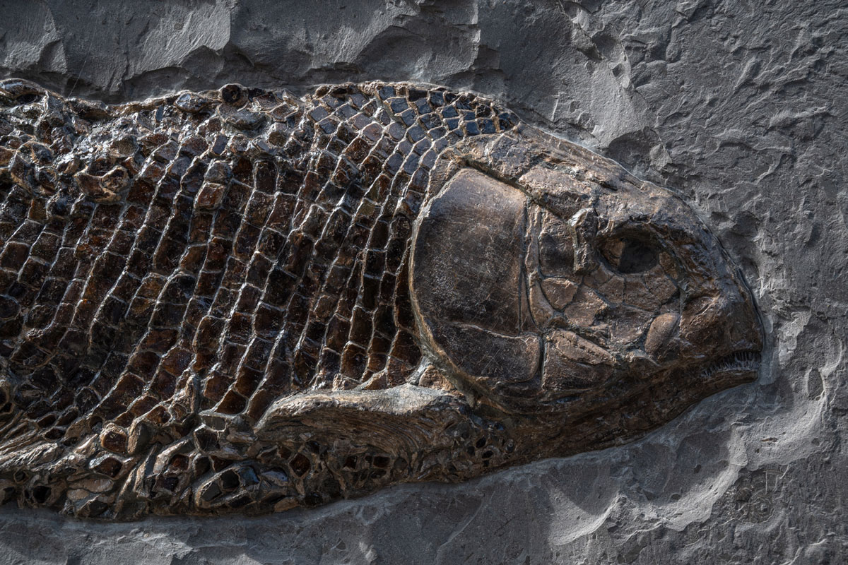 Fisch Lepidotes 67 cm Länge