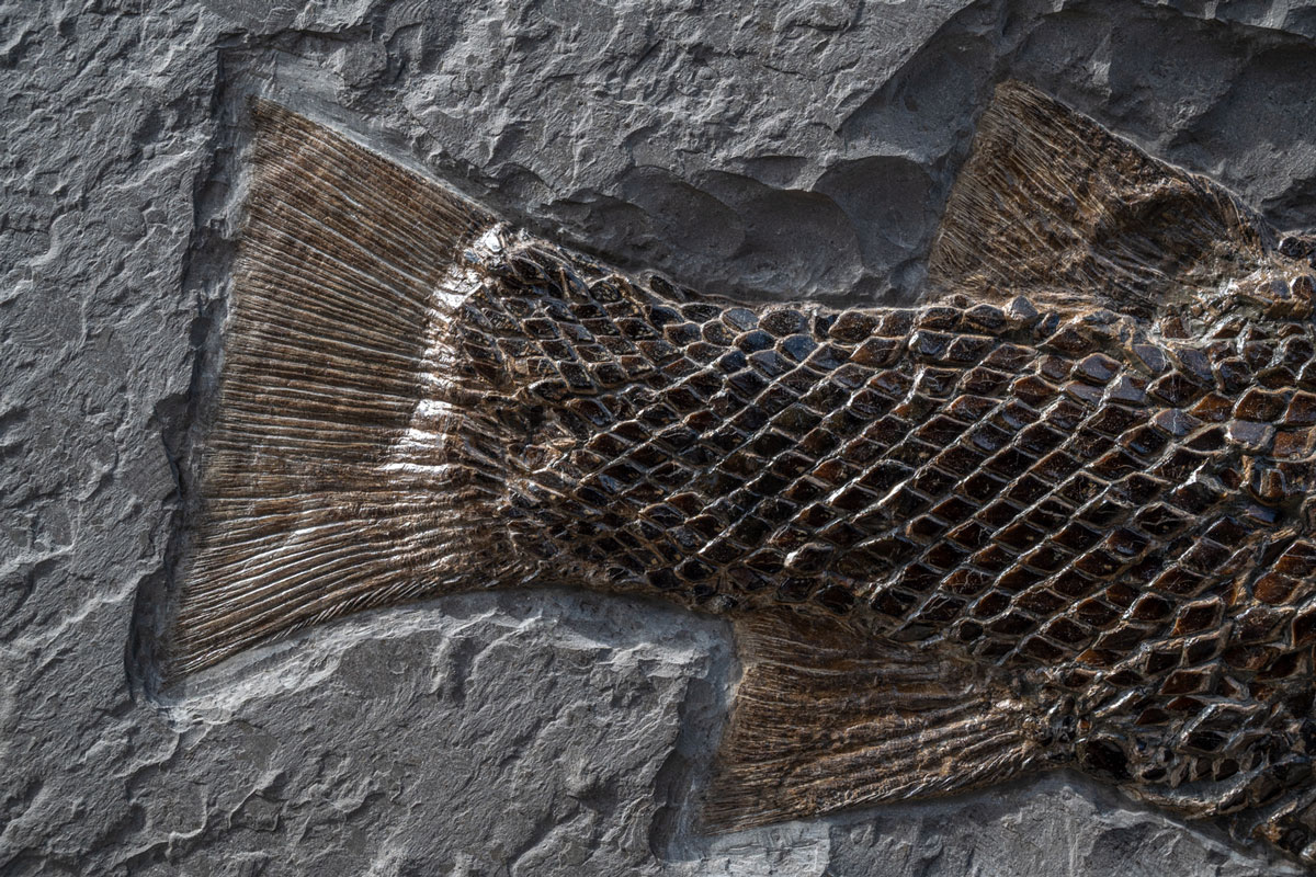 Fisch Lepidotes 67 cm Länge