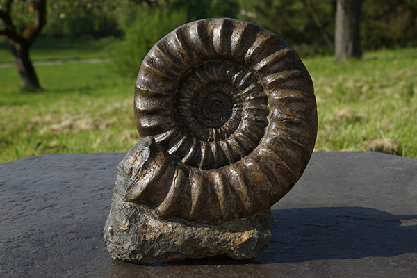 Arieten – dreidimensional erhaltene Ammoniten