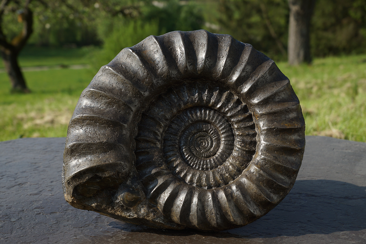 Arieten – dreidimensional erhaltene Ammoniten