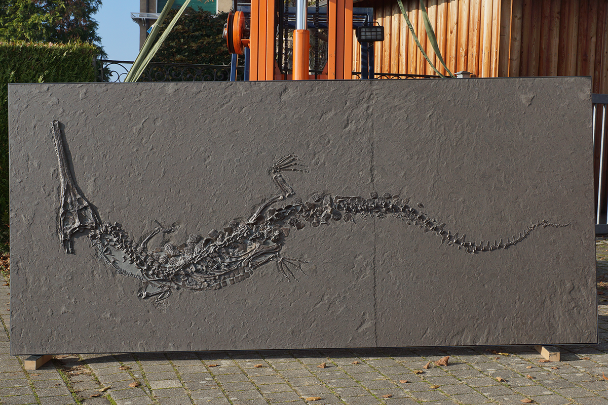 STENEOSAURUS 305 x 140 cm