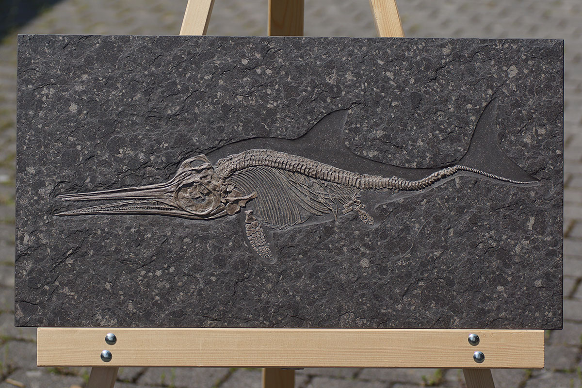 Replikat eines Ichthyosauriers
