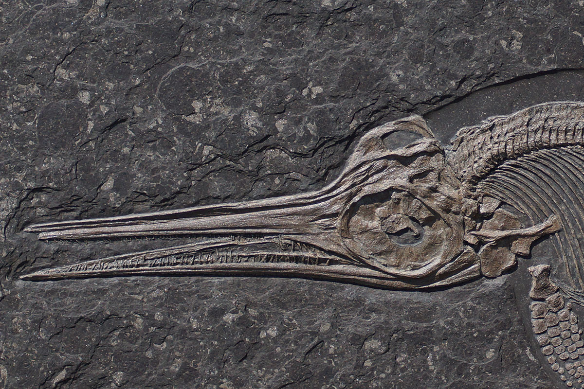 Replikat eines Ichthyosauriers