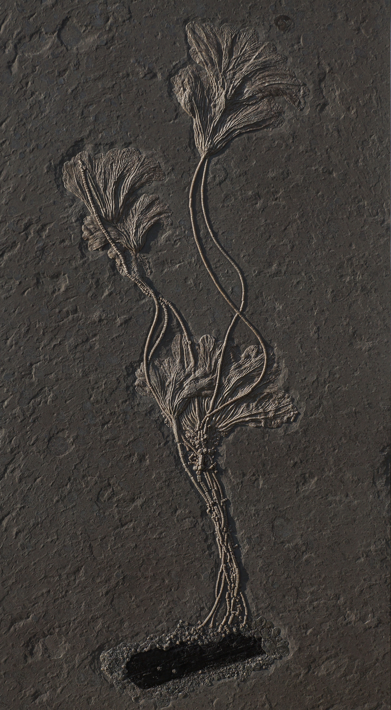 SEELILIENKOLONIE 91 x 196 cm