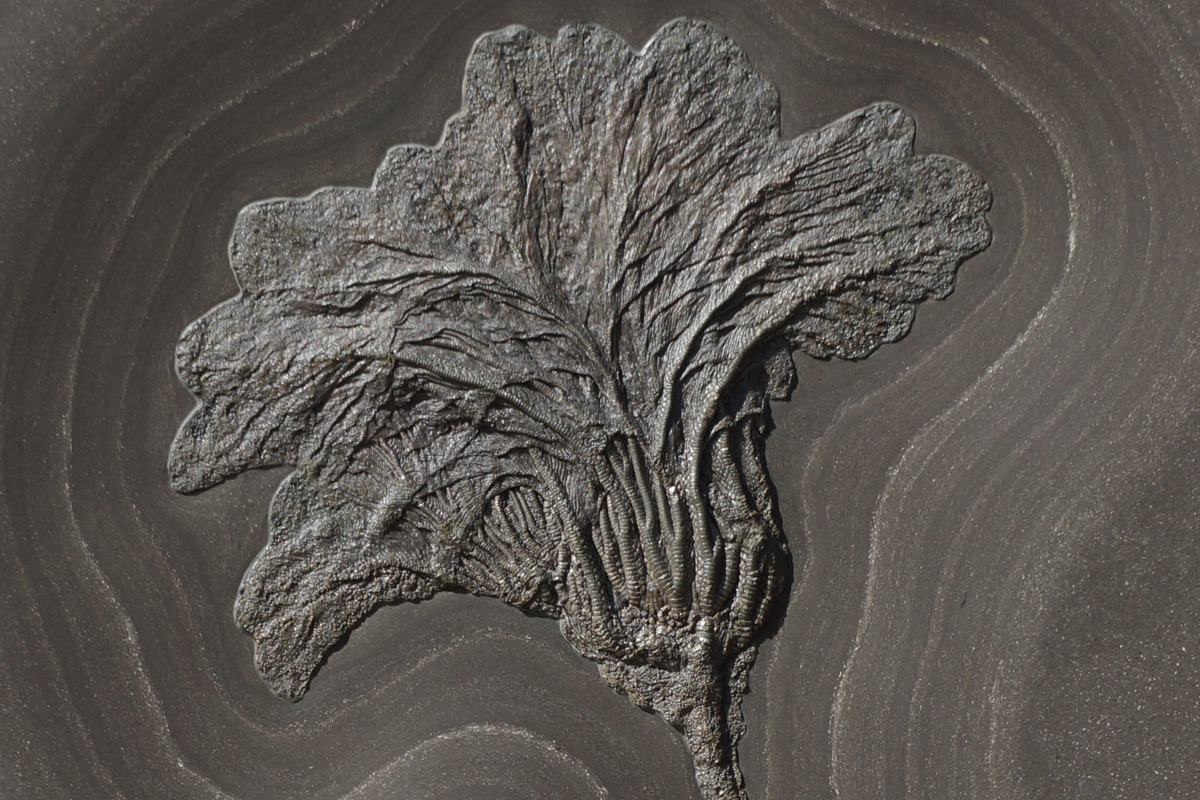 SEELILIE 50 x 85 cm