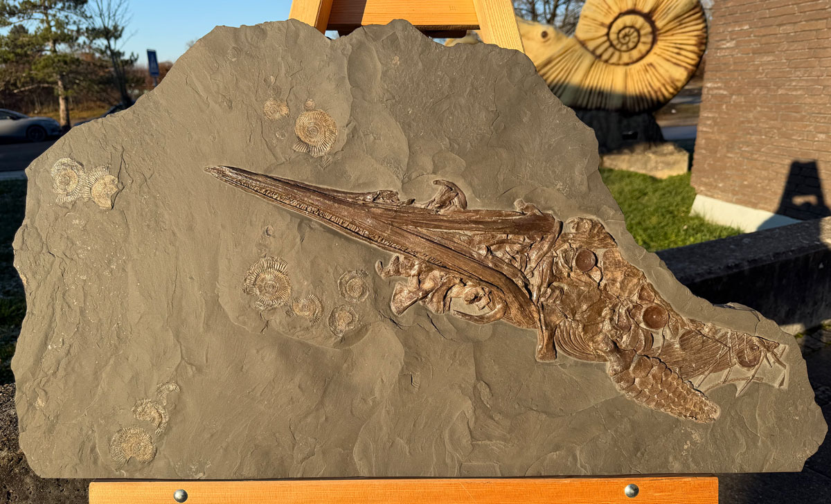 ICHTHYOSAURIER 50 x 91 cm