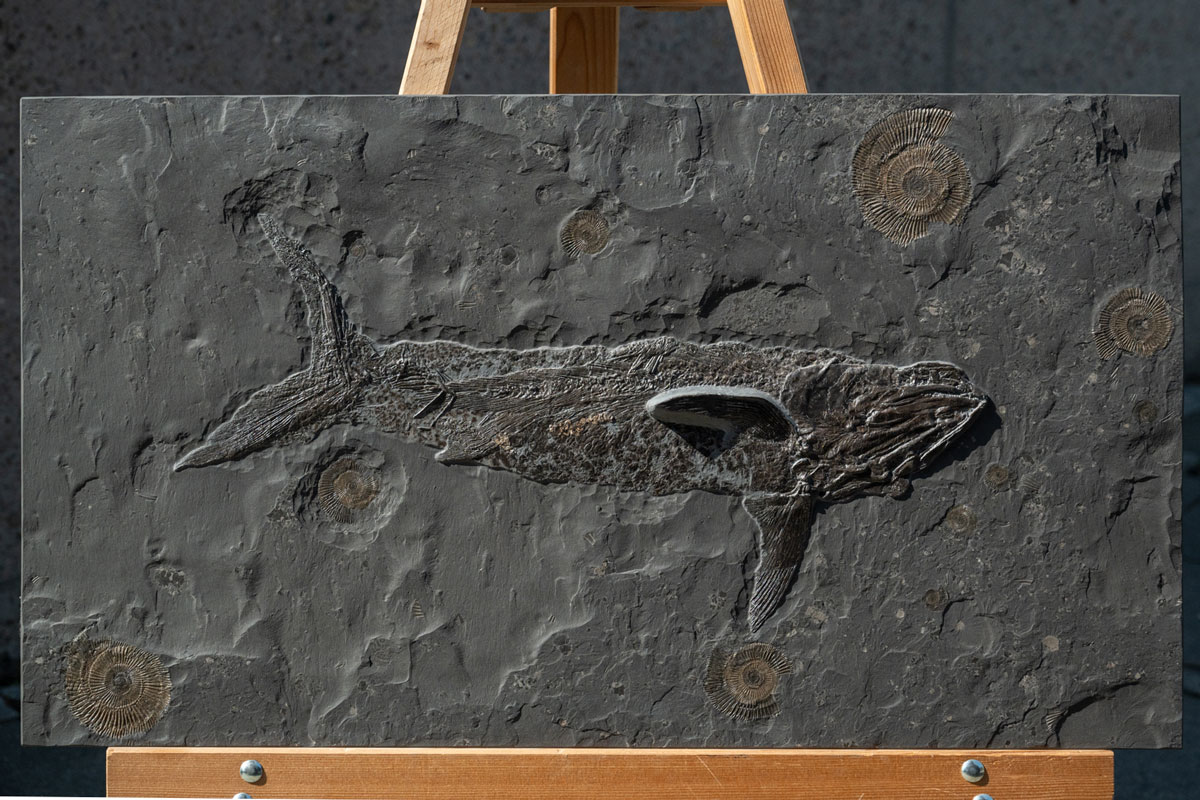Raubfisch Pachycormus 56 cm Länge