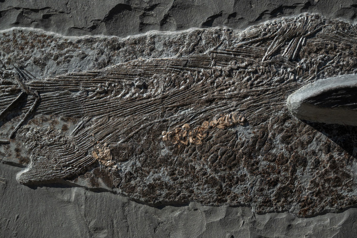 Raubfisch Pachycormus 56 cm Länge