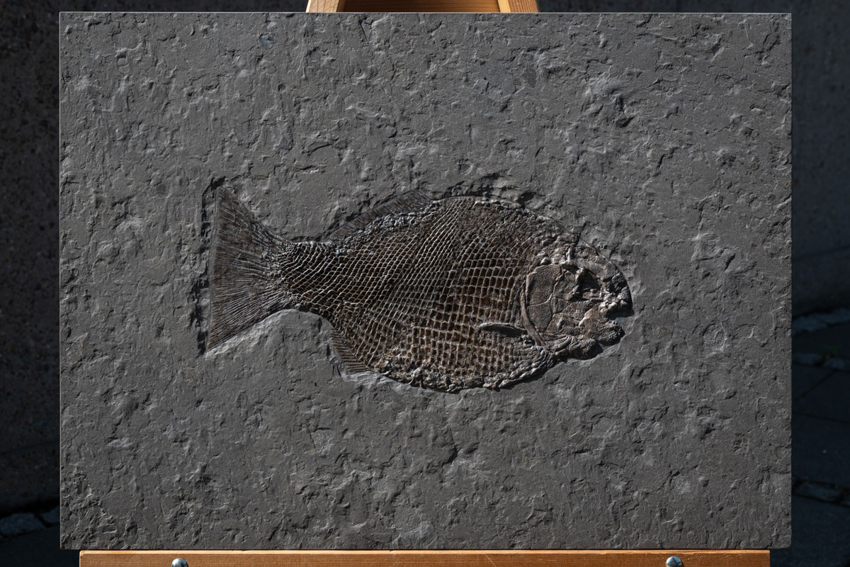 Schmelzschuppenfisch Dapedium 42 cm