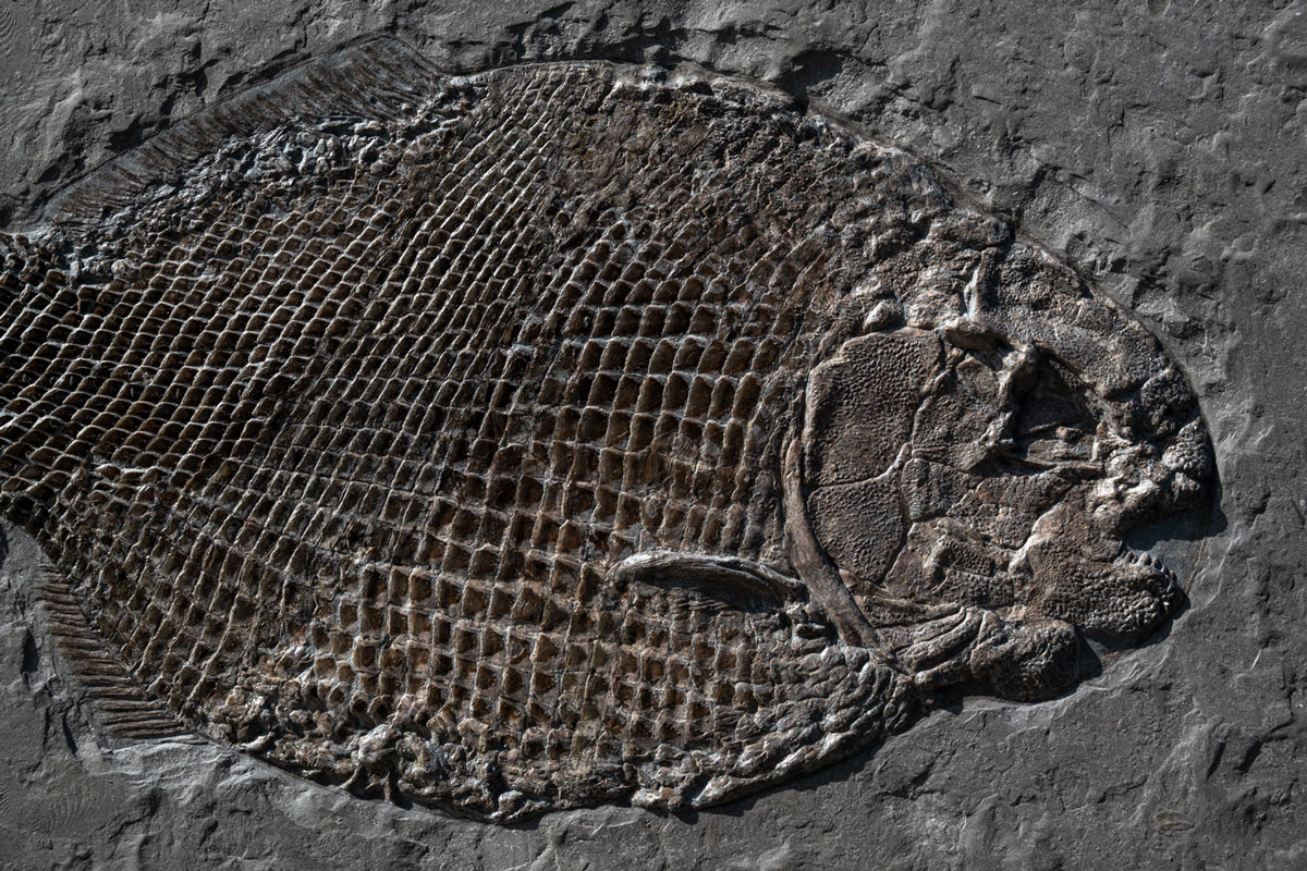 Schmelzschuppenfisch Dapedium 42 cm