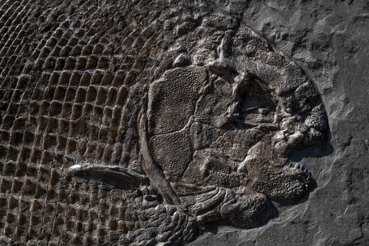 Schmelzschuppenfisch Dapedium 42 cm