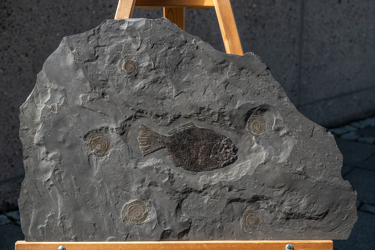Schmelzschuppenfisch Dapedium 22 cm