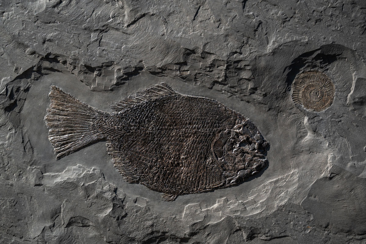 Schmelzschuppenfisch Dapedium 22 cm
