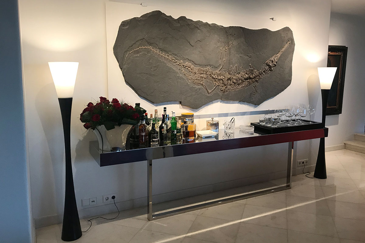 Fossilien als Kunst: einzigartige Wandgestaltung mit 180 Millionen Jahren Geschichte