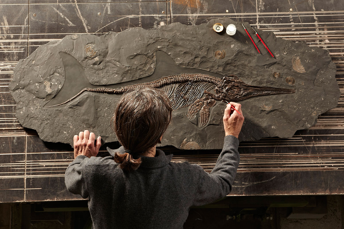 Aufwendige Fossilienpräparation von Hand – so entsteht aus einem einzigartigen Fund ein exklusives Unikat