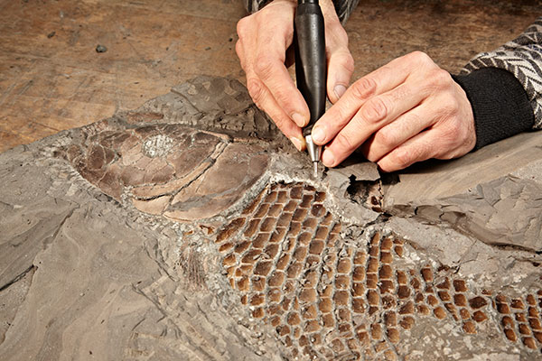 Detailarbeit bei der Fossilienpräparation: sorgfältige Handarbeit macht jedes Fossil zu einem einzigartigen Unikat